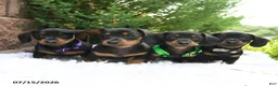 Miniature Dachshund dogs for sale: Maggie Mae - Ad 3