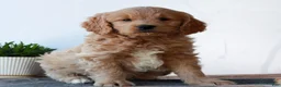 Mini Goldendoodle dogs for sale: Benji  - Ad 2