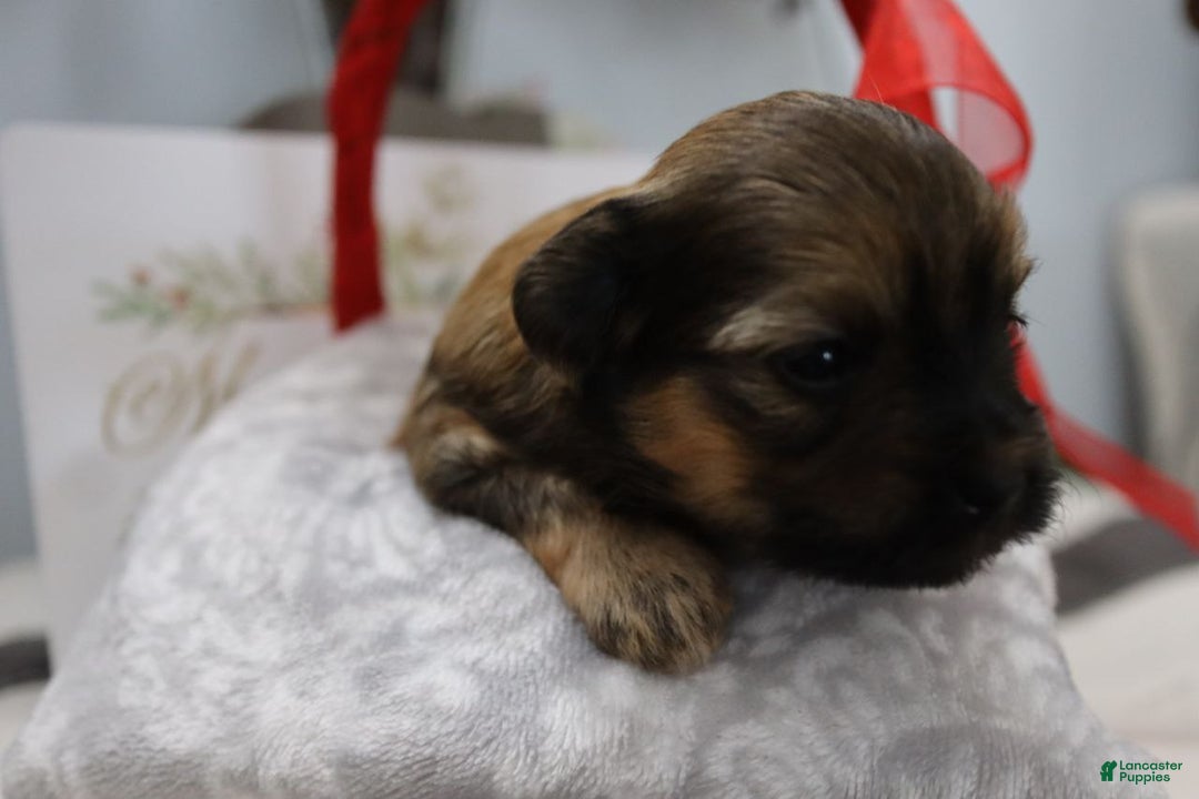 Havanese dogs for sale: Honey - Ad 8