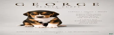 Beagle 3