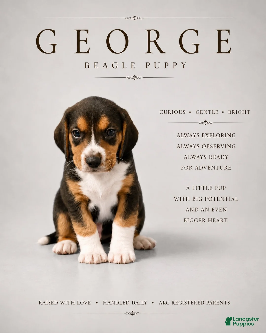 Beagle dogs for sale: Beagle 3 - Ad 1