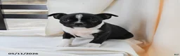 Boston Terrier dogs for sale: Kathy - Ad 1