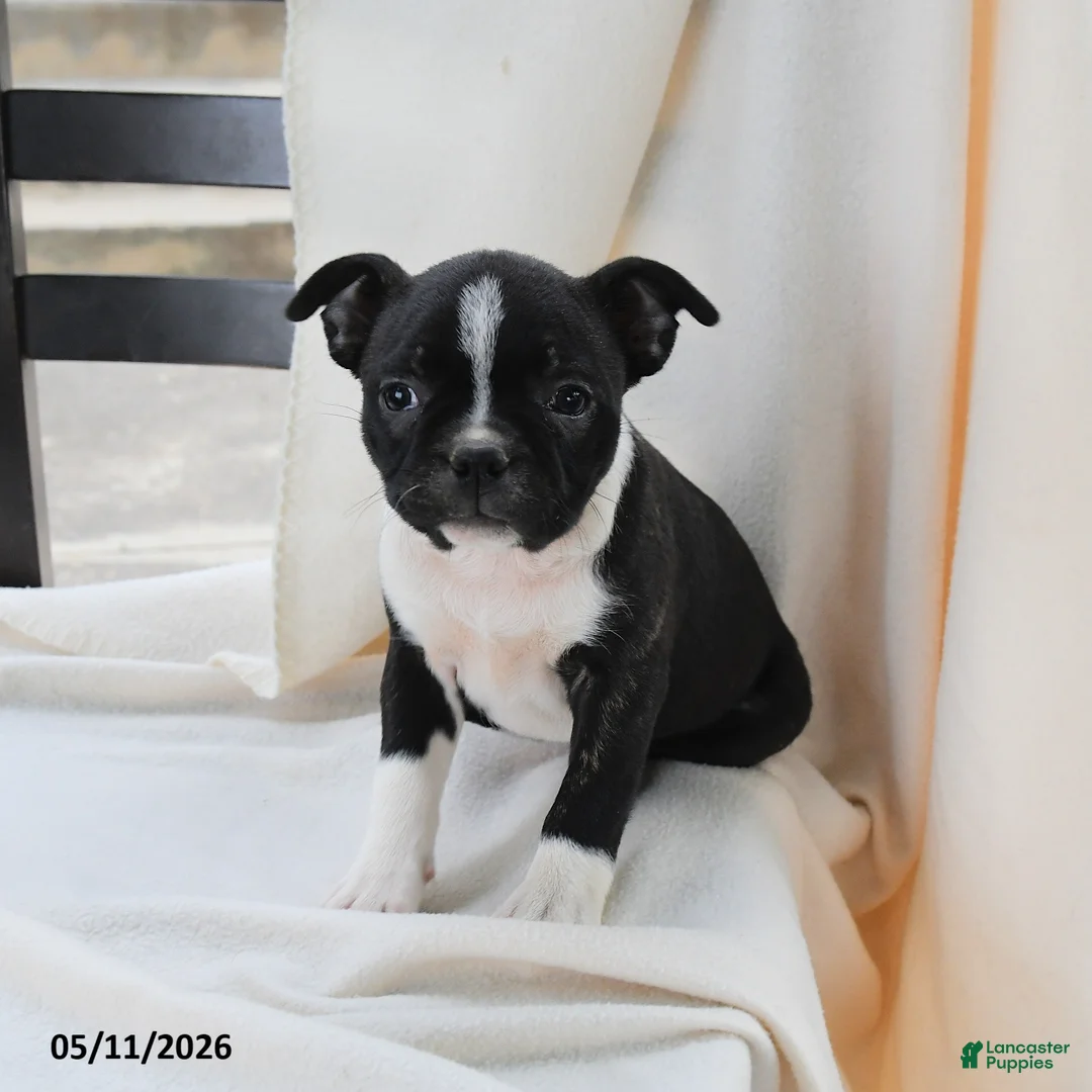 Boston Terrier dogs for sale: Kathy - Ad 1