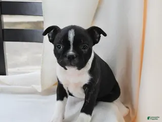 Boston Terrier dogs for sale: Kathy - Ad 4