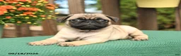 Pug dogs for sale: Marty - Ad 3