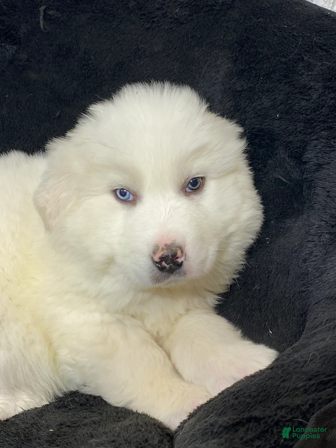 Great Pyrenees dogs for sale: Gunner  - Ad 5