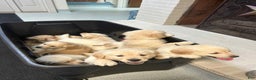 Golden Retriever dogs for sale: Blue  - Ad 6