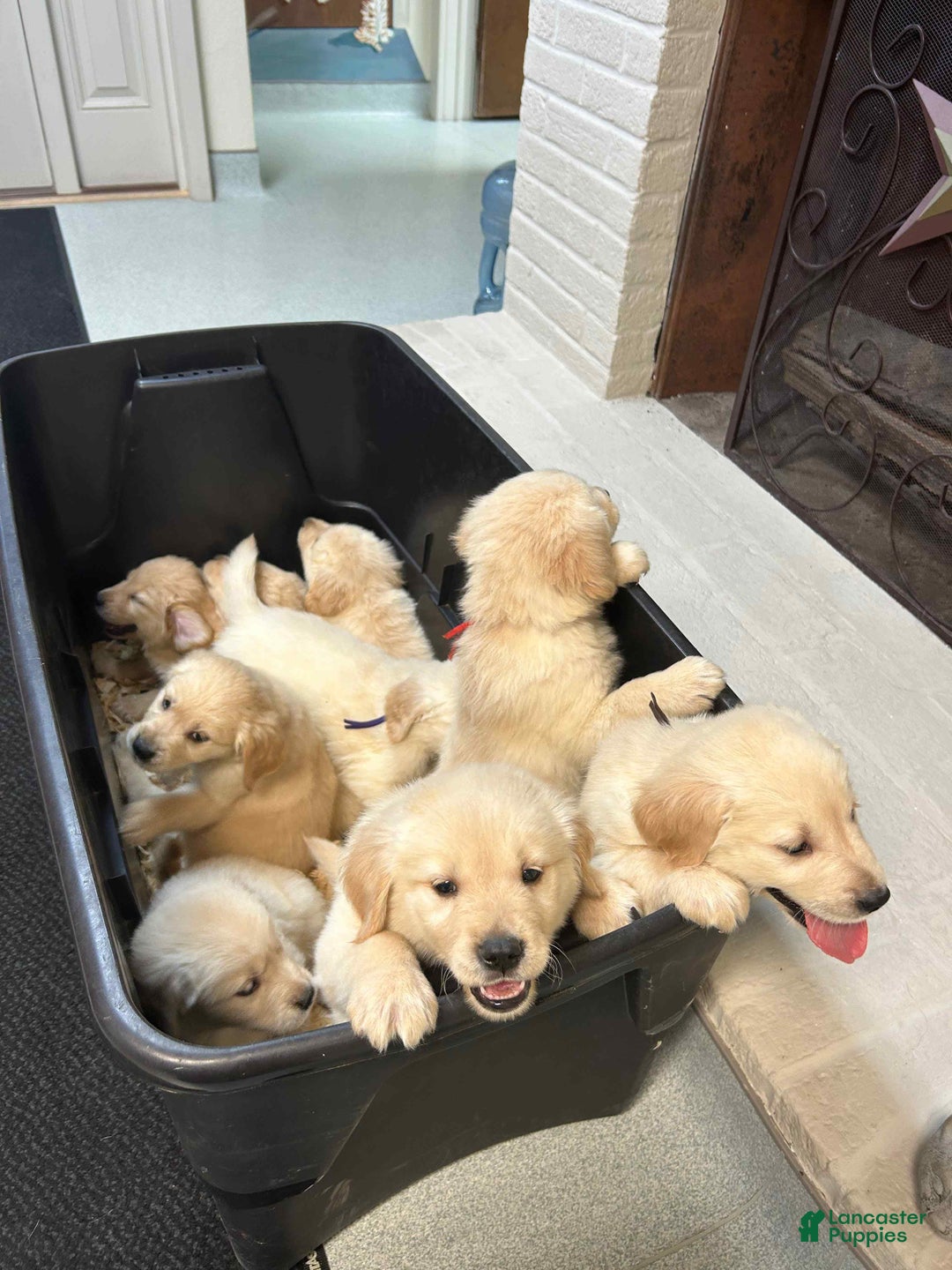 Golden Retriever dogs for sale: Blue  - Ad 6