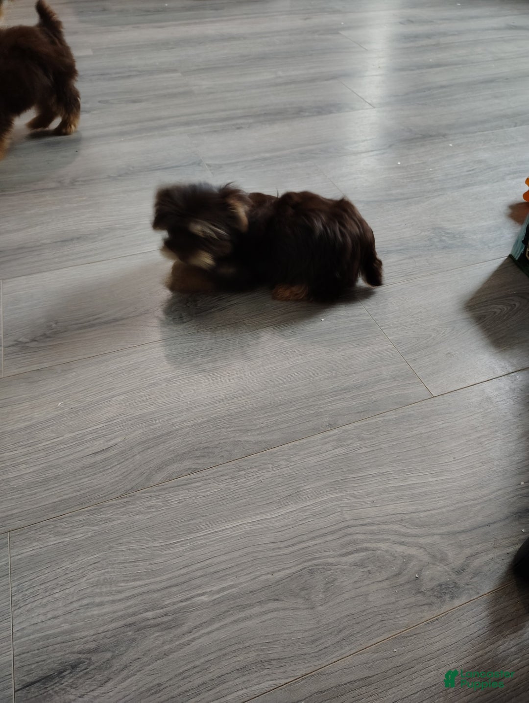 Yorkshire Terrier dogs for sale: Yorkshire Terrier Puppy 2 - Ad 1
