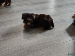 Yorkshire Terrier dogs Yorkshire Terrier Puppy 2 - Ad 11