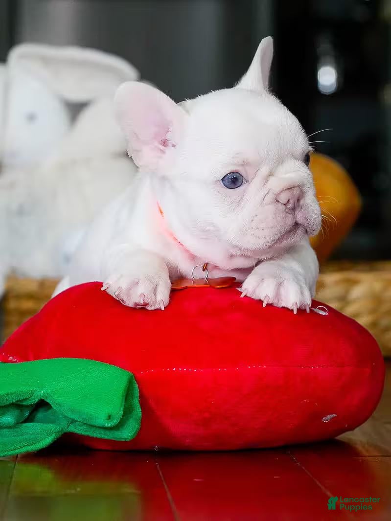French Bulldog dogs for sale: French Bulldog 1 - Ad 1