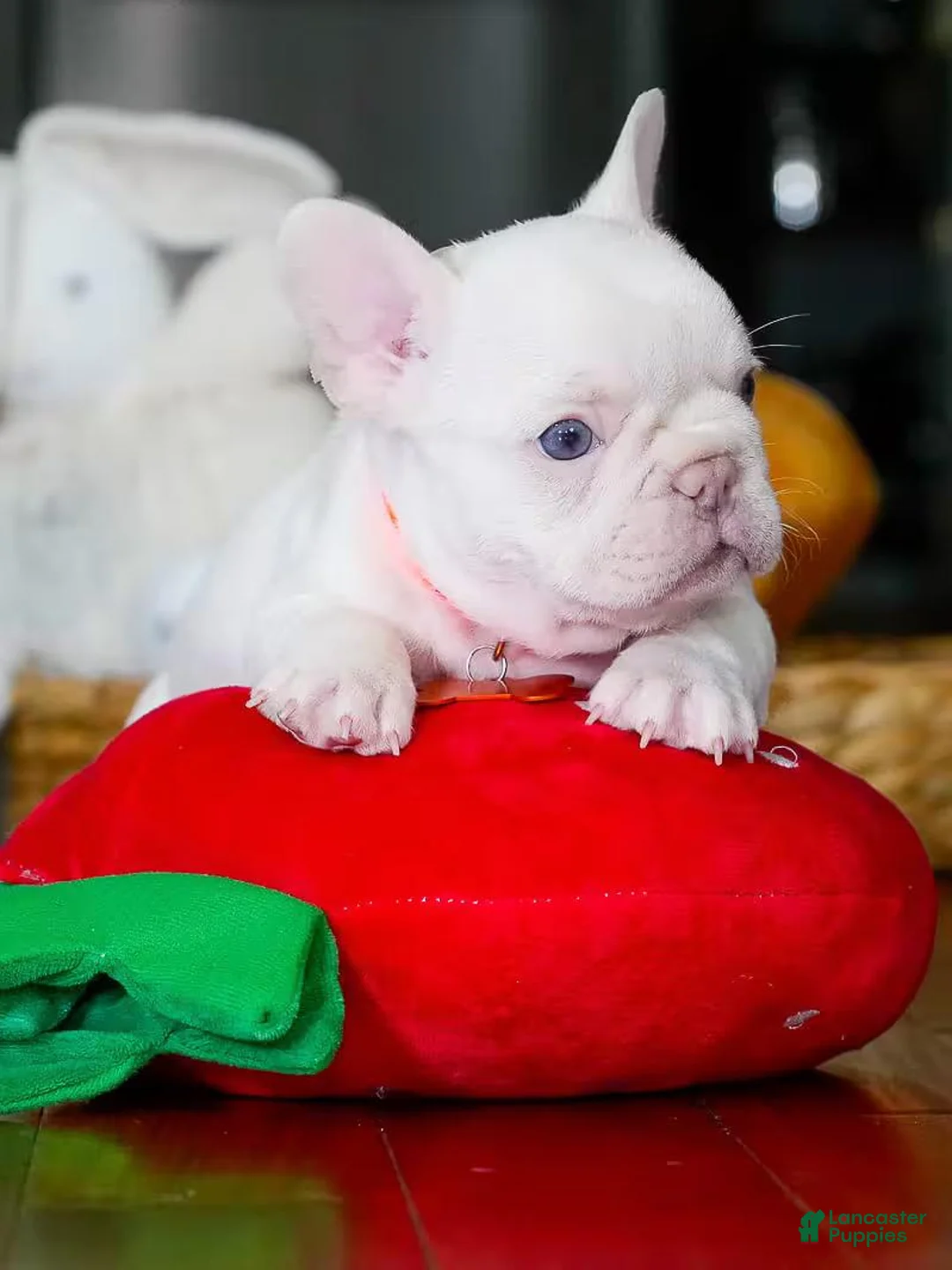 French Bulldog dogs for sale: French Bulldog 1 - Ad 1