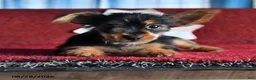 Yorkshire Terrier dogs for sale: Trixie - Ad 4