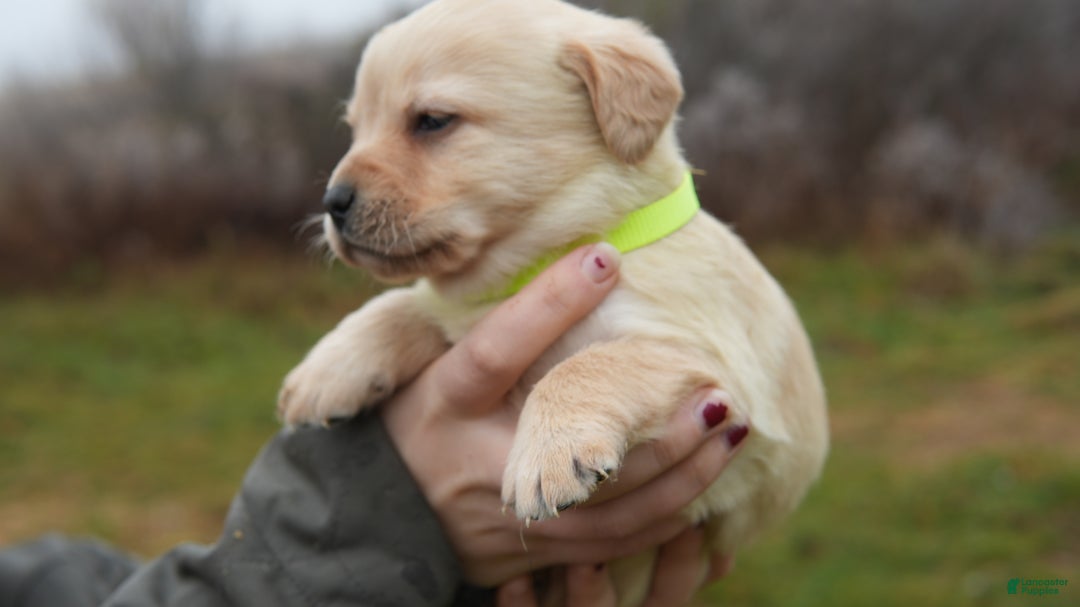 Labrador Retriever dogs for sale: Mae - Ad 3