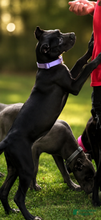 Cane Corso dogs Sky - Ad 1