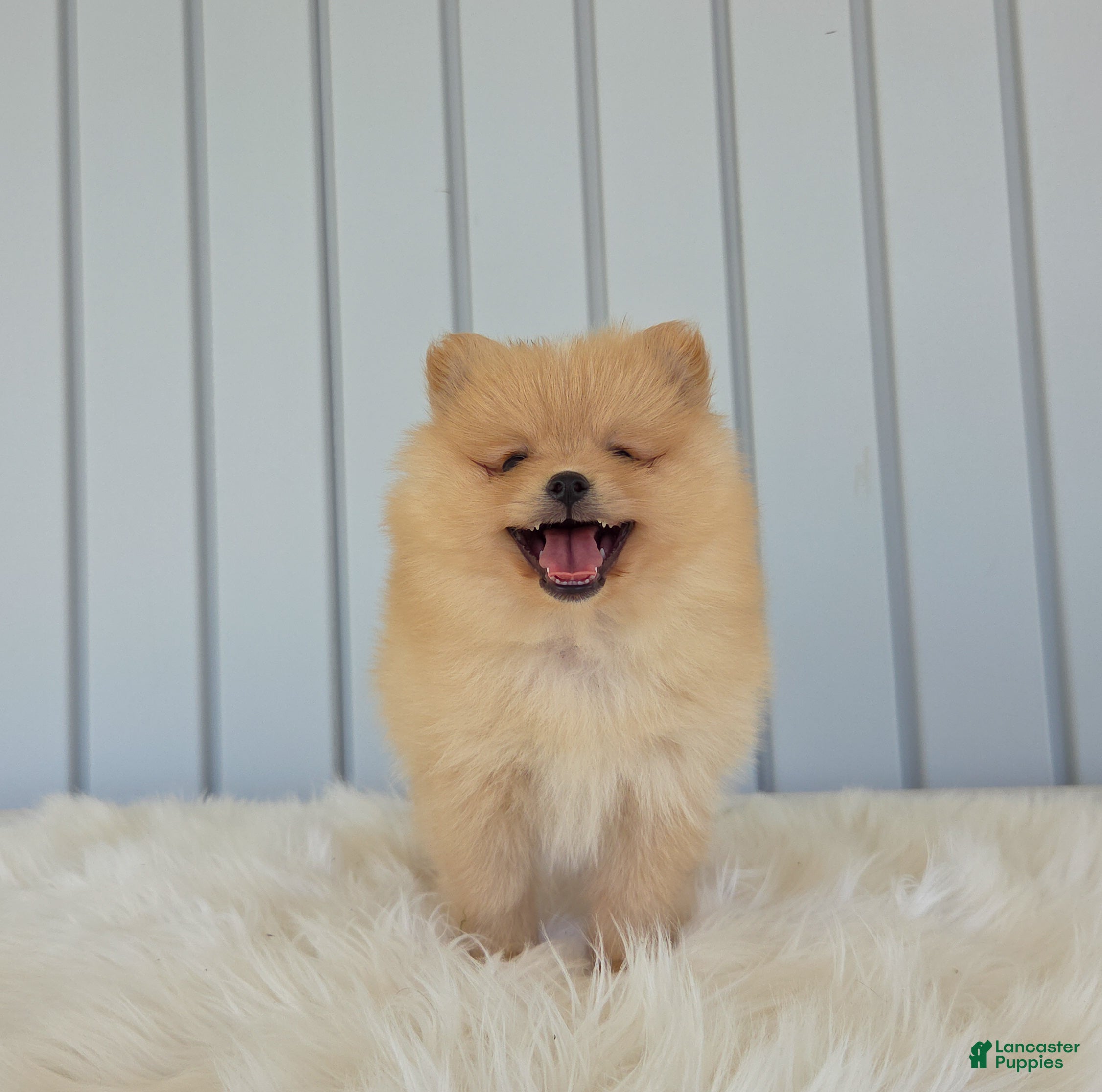 Pomeranian dogs Butterscotch  - Ad 2