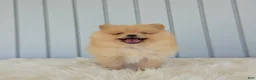 Pomeranian dogs for sale: Butterscotch  - Ad 2