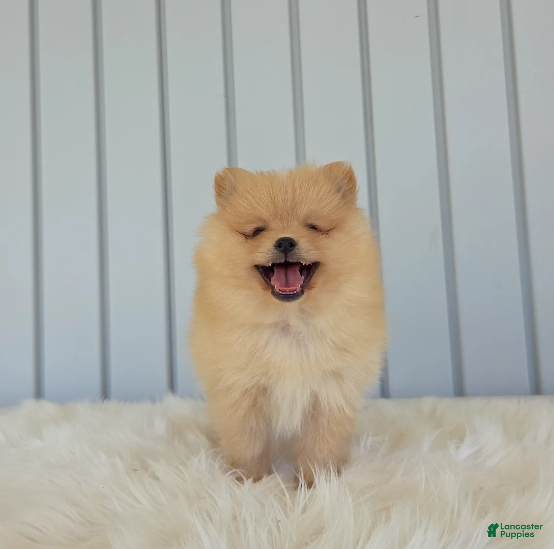 Pomeranian dogs for sale: Butterscotch  - Ad 2