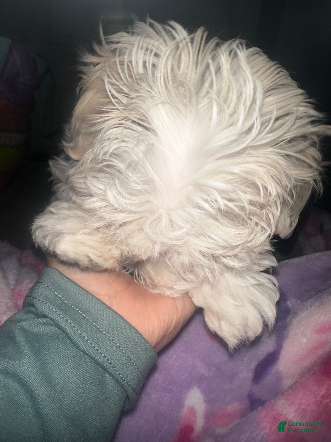 Maltese dogs for sale: Daisy - Ad 6