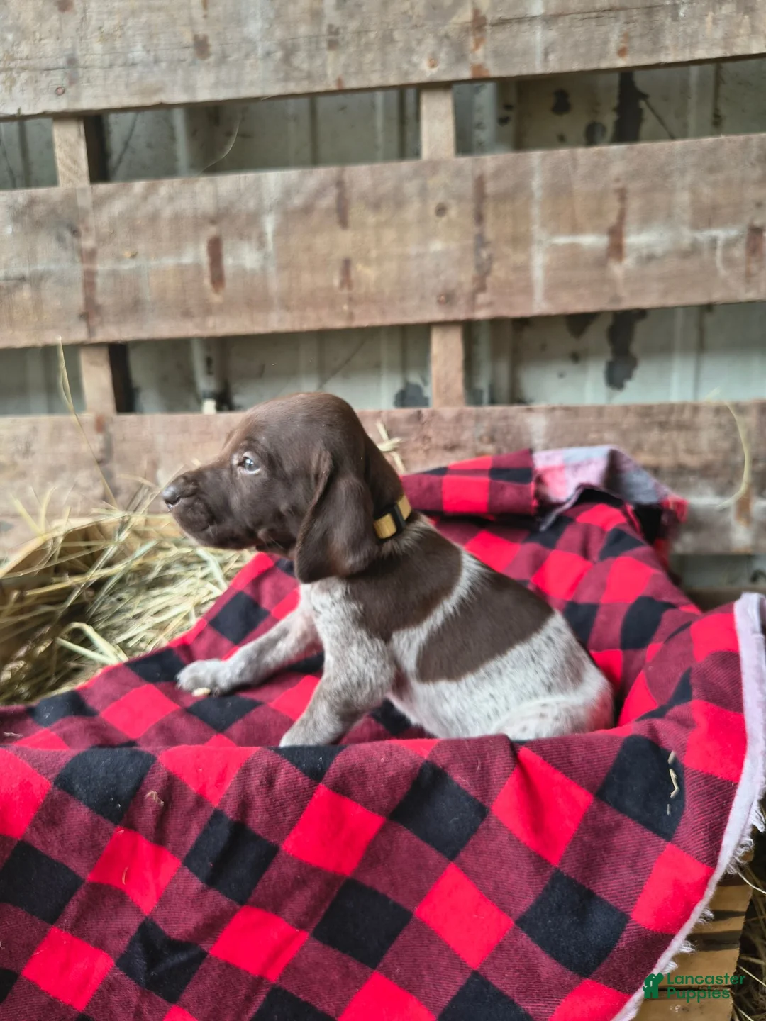 German Shorthaired Pointer dogs for sale: Tammy - Ad 1