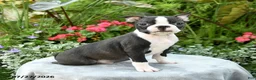 Boston Terrier dogs for sale: Barrett - Ad 4