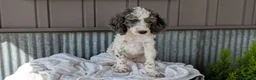Cockapoo dogs for sale: Heath - Ad 3