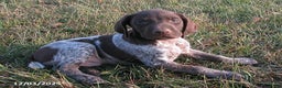 German Shorthaired Pointer dogs for sale: Ashton - Ad 2