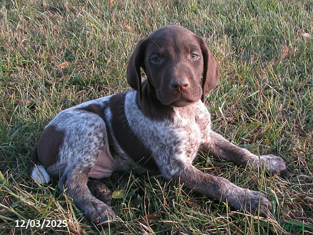 German Shorthaired Pointer dogs for sale: Ashton - Ad 2