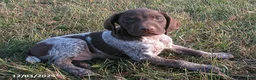 German Shorthaired Pointer dogs for sale: Ashton - Ad 2