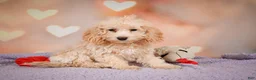 Cavapoo dogs for sale: piper - Ad 8