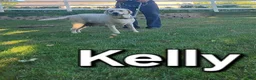 Labrador Retriever dogs for sale: Kurt - Ad 10