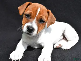 Jack Russell Terrier dogs for sale: Bella - Ad 2