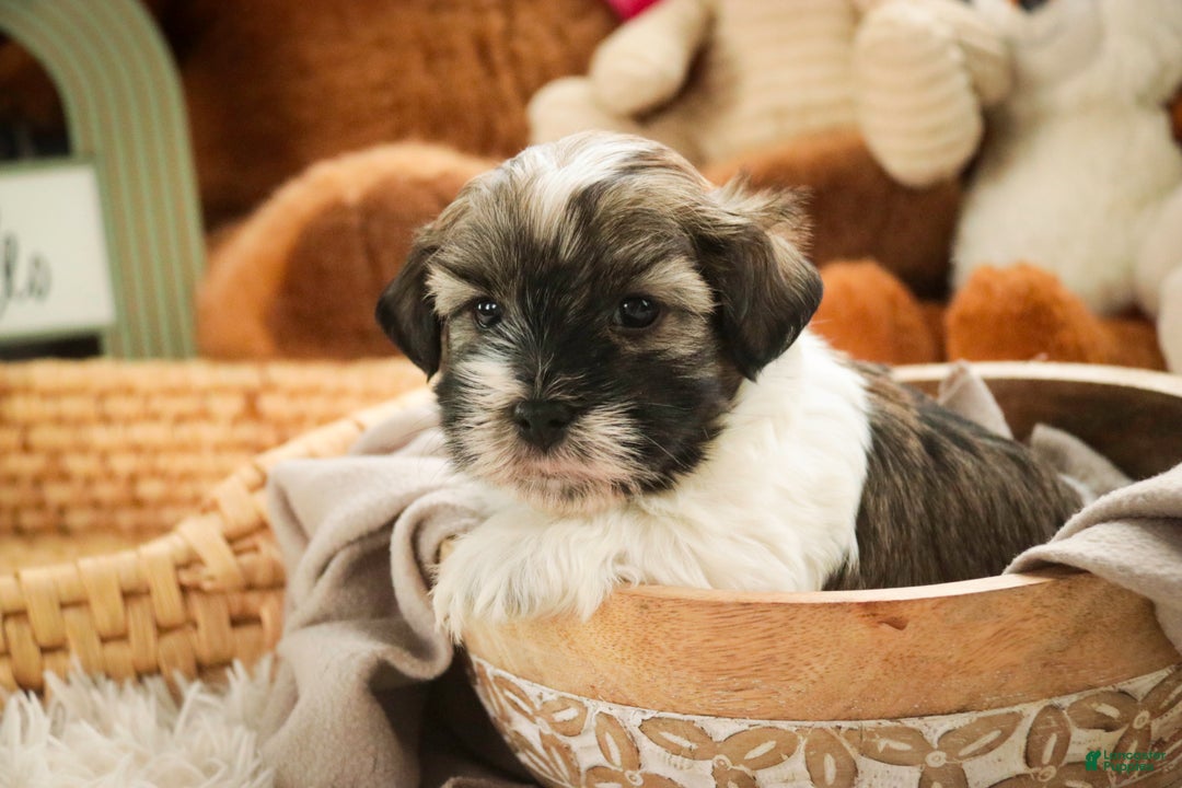 Havanese dogs for sale:  Snickerdoodle - Ad 8