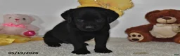 Labrador Retriever dogs for sale: Rory - Ad 4