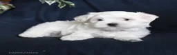 Maltese dogs for sale: Fiona - Ad 4