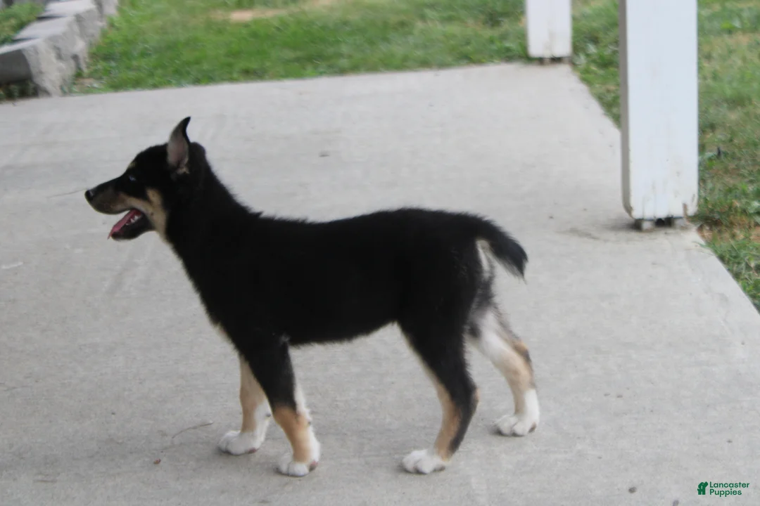 Mixed Breed dogs for sale: Dahlia  - Ad 2