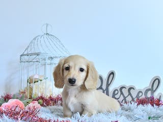 Miniature Dachshund dogs Winter - Ad 19