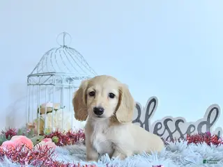 Miniature Dachshund dogs Winter - Ad 13