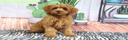 Mini Goldendoodle dogs for sale: Bozo - Ad 4