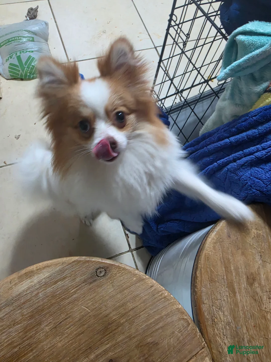 Pomeranian dogs for sale: Kaiser - Ad 5