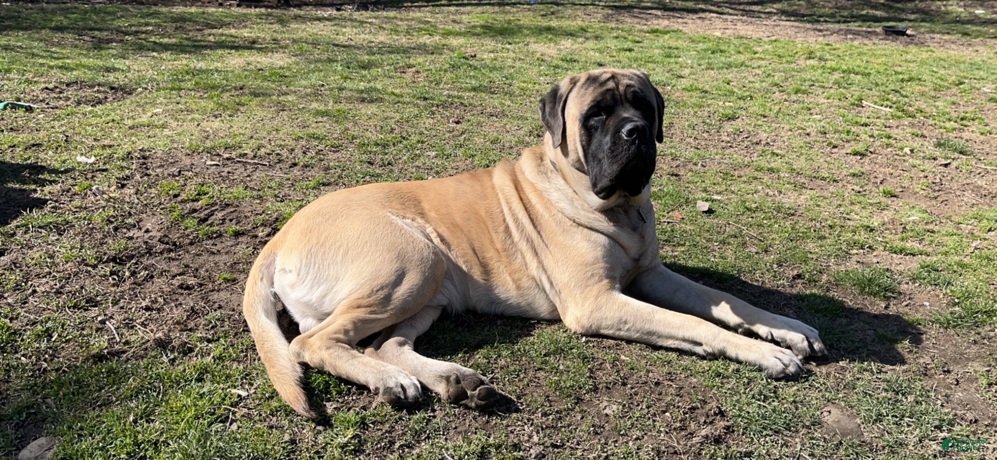 English Mastiff dogs Axle. - Ad 1