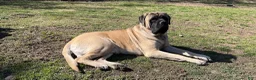 English Mastiff dogs for stud: Axle. - Ad 1