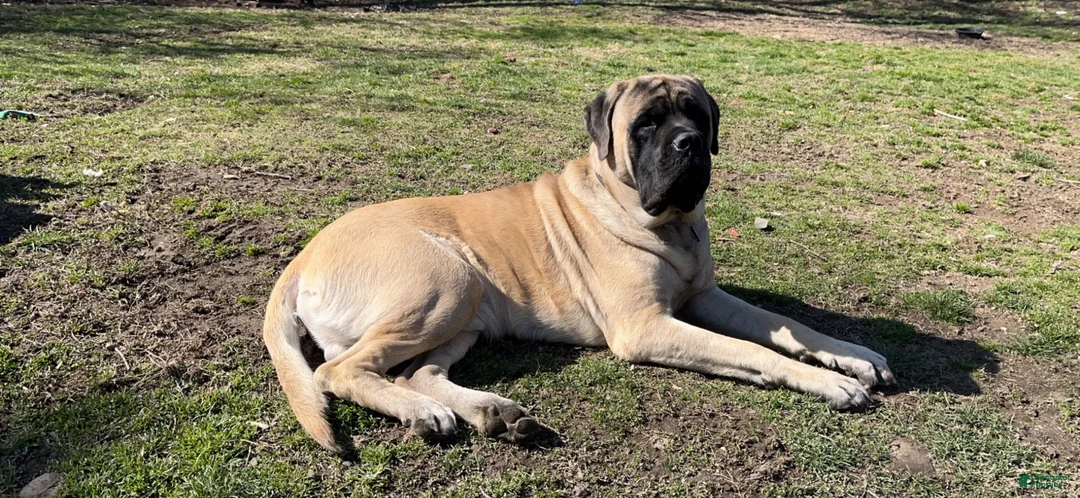 English Mastiff dogs for stud: Axle. - Ad 1