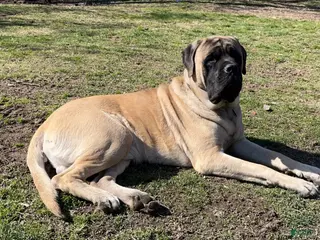 English Mastiff dogs Axle. - Ad 22