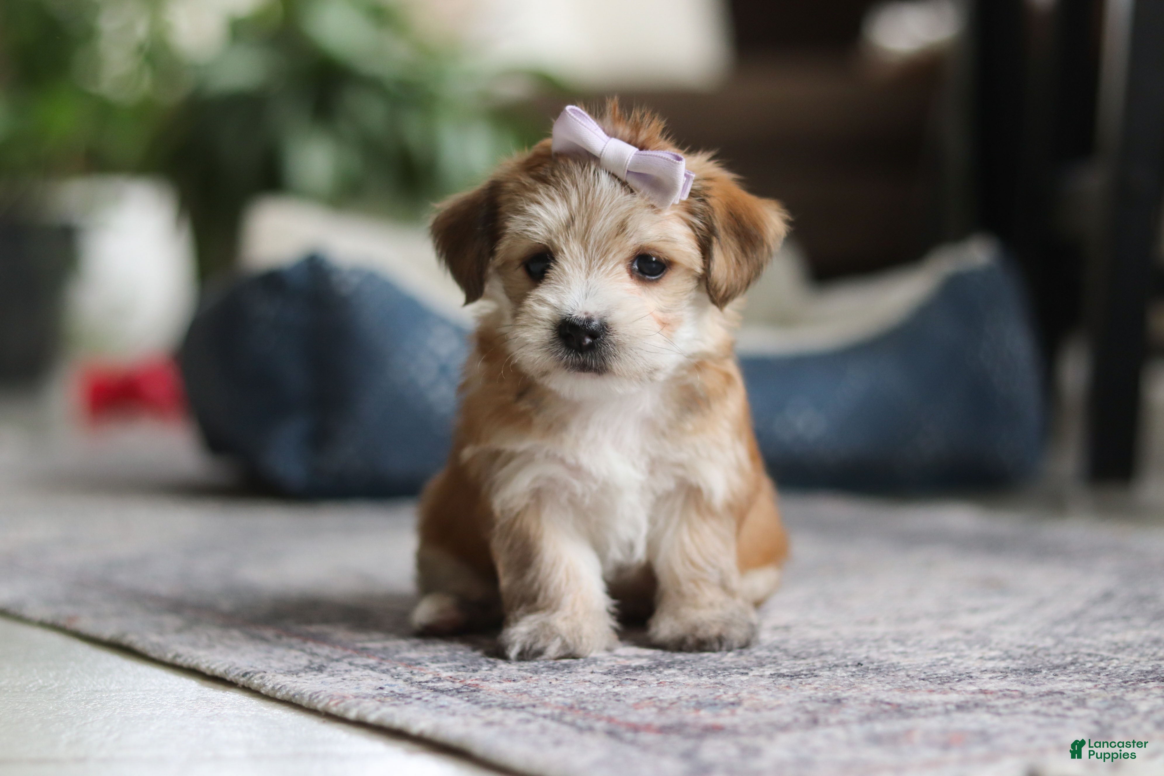 Morkie dogs Emma - Ad 42