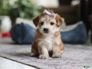 Morkie dogs Emma - Ad 5