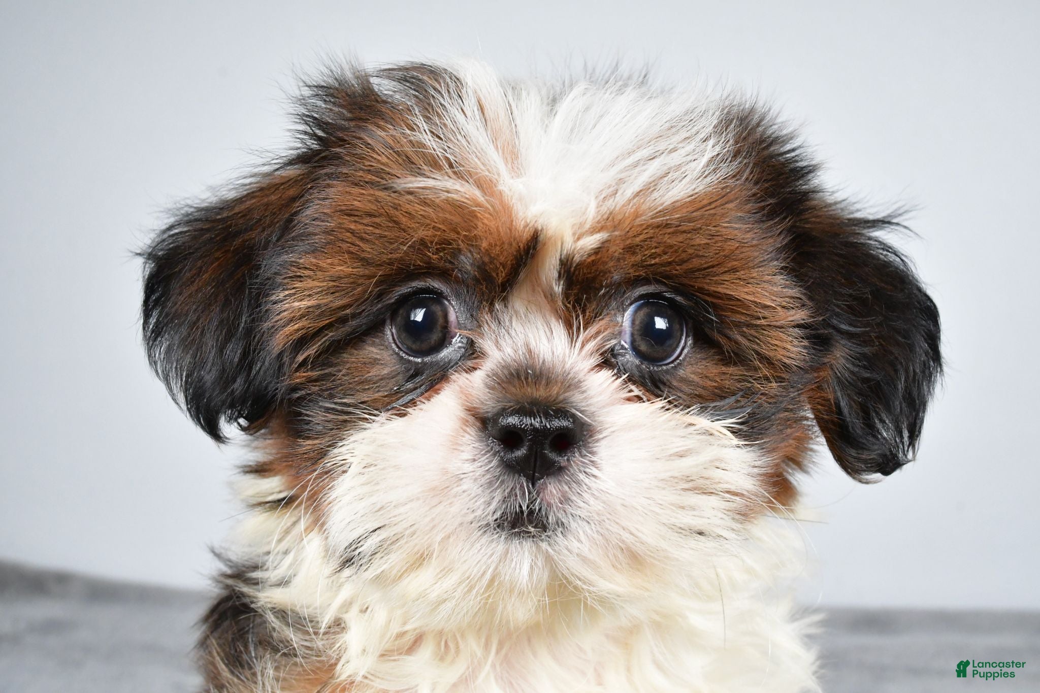 Shih Tzu dogs Chief - Ad 1