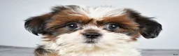 Shih Tzu dogs for sale: Chief - Ad 1