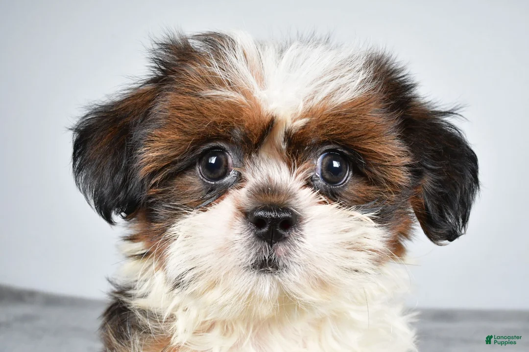 Shih Tzu dogs for sale: Chief - Ad 1
