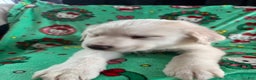 Great Pyrenees dogs for sale: Great Pyrenees - Ad 3